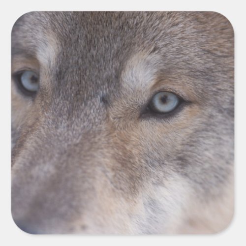 gray wolf Canis lupus in the foothills of the Square Sticker