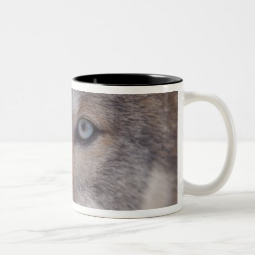 gray wolf Canis lupus in the foothills of the Two_Tone Coffee Mug