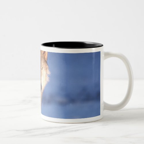 gray wolf Canis lupus in the foothills of Two_Tone Coffee Mug