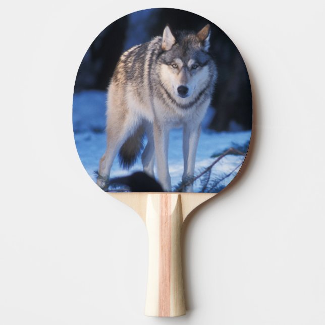 gray wolf, Canis lupus, in the foothills Ping Pong Paddle (Front)