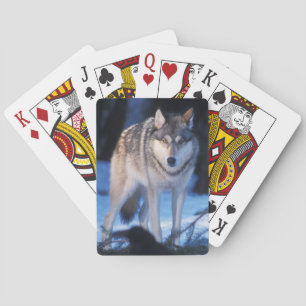 gray wolf, Canis lupus, in the foothills Poker Cards