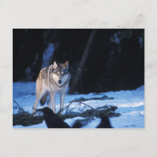 gray wolf, Canis lupus, in the foothills Postcard