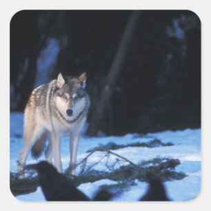 gray wolf, Canis lupus, in the foothills Square Sticker