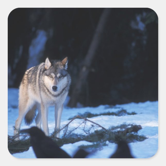 gray wolf, Canis lupus, in the foothills Square Sticker (Front)