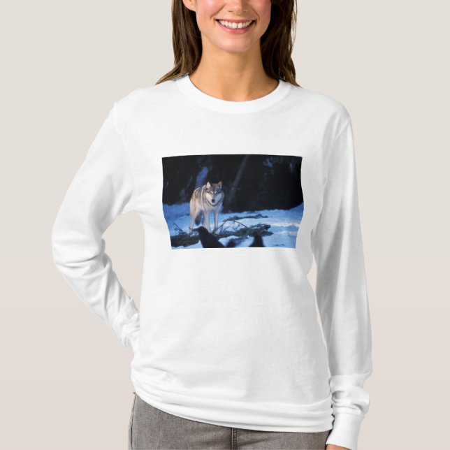 gray wolf, Canis lupus, in the foothills T-Shirt (Front)