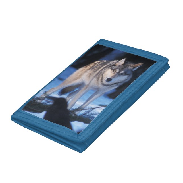 gray wolf, Canis lupus, in the foothills Tri-fold Wallet (Bottom)