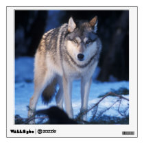 gray wolf, Canis lupus, in the foothills Wall Sticker