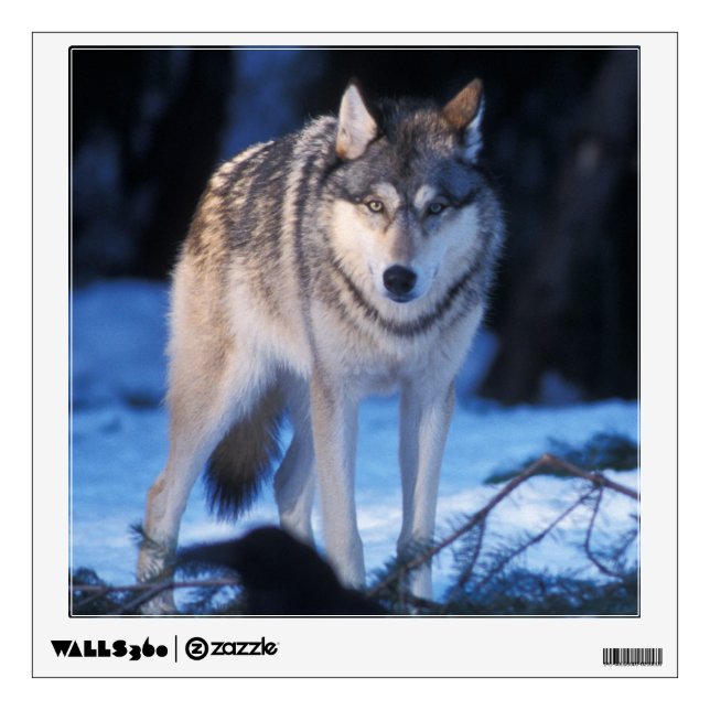 gray wolf, Canis lupus, in the foothills Wall Sticker (Front)