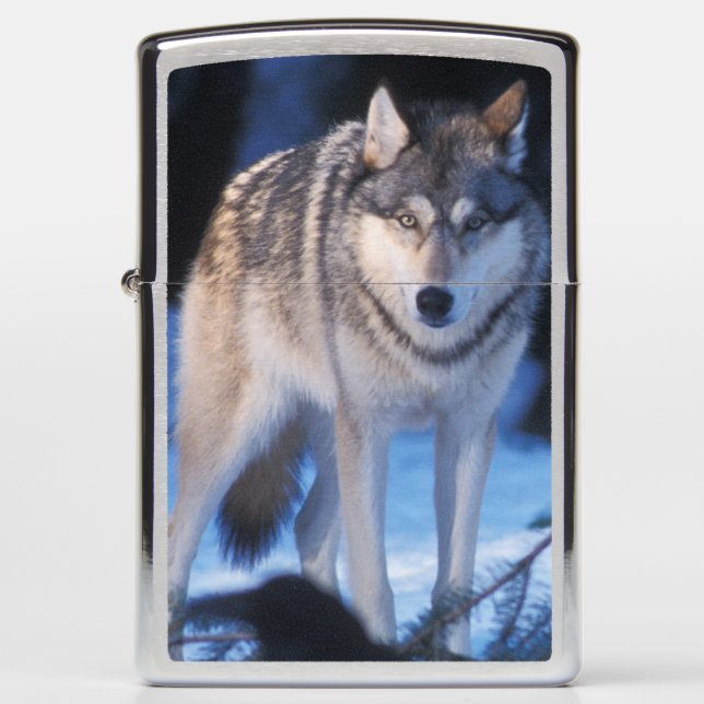 gray wolf, Canis lupus, in the foothills Zippo Lighter (Front)