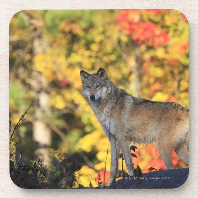 Gray Wolf Canis lupus.order: carnivorafamily Drink Coaster (Front)