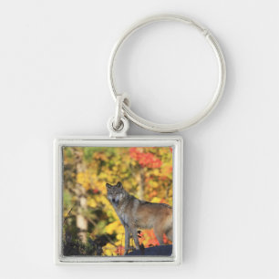 Gray Wolf Canis lupus.order: carnivorafamily Keychain
