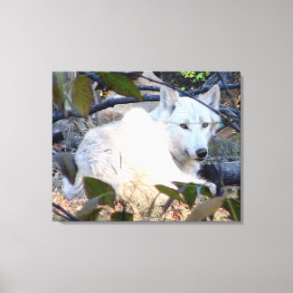 Gray Wolf Canvas