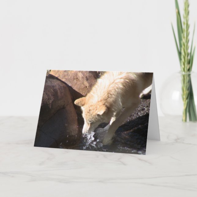 Gray Wolf Card (Front)