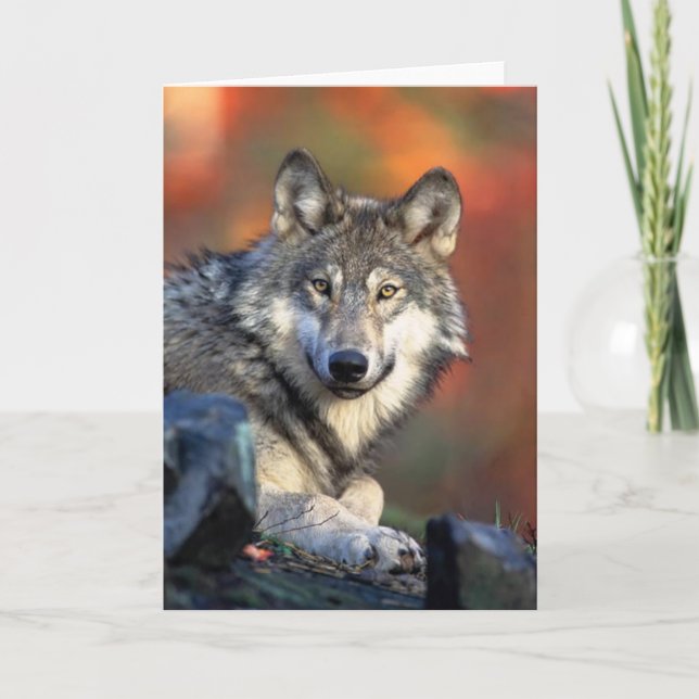 Gray Wolf Card (Front)