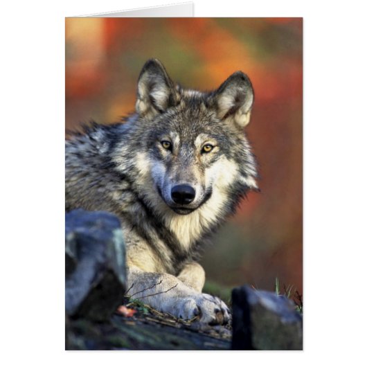 Gray wolf cards (Front)