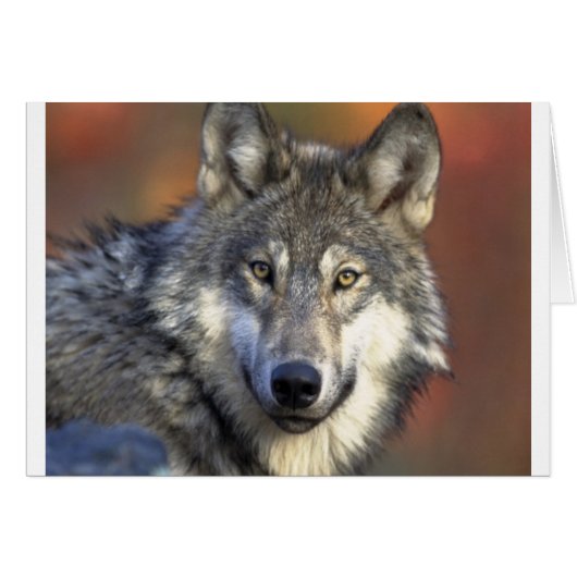 Gray Wolf Cards (Front Horizontal)