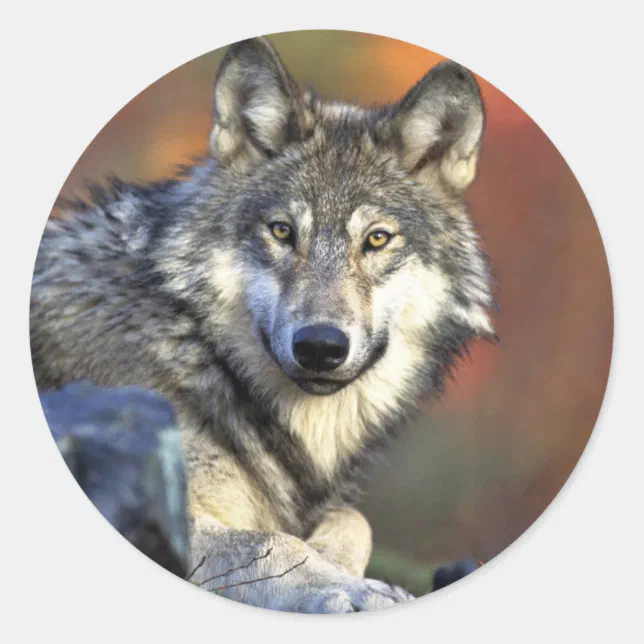 Gray wolf classic round sticker | Zazzle