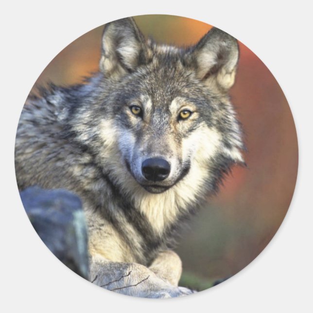 Gray wolf classic round sticker (Front)
