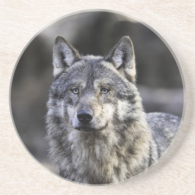 Gray Wolf Coaster (Front)