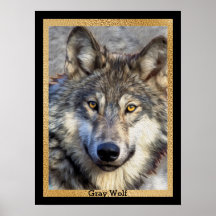 Gray Wolf Dignity