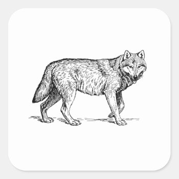 Gray Wolf Elegant Ink Drawing Square Sticker by CorgisandThings at Zazzle