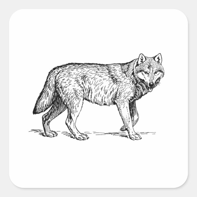 Gray Wolf Elegant Ink Drawing Square Sticker (Front)
