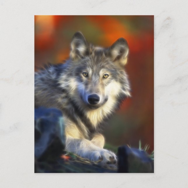 Gray Wolf, Endangered Species Digital Photography Postcard (Front)