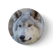 Gray Wolf Face