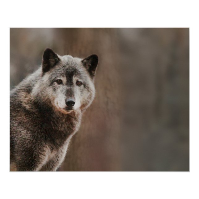 Gray Wolf Glossy Poster (Front)