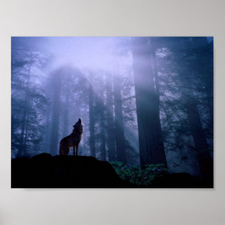 Gray Wolf Howling At Dawn Poster