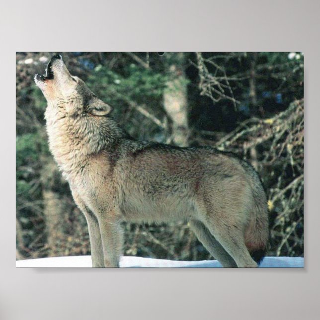 Gray Wolf howling Poster (Front)