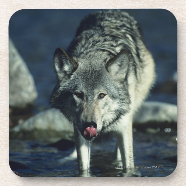 Gray wolf in Autumn drinking Beverage Coaster (Front)