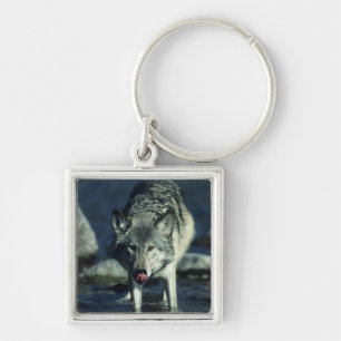 Gray wolf in Autumn drinking Keychain