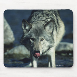 Gray wolf in Autumn drinking Mouse Pad
