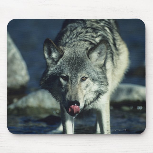 Gray wolf in Autumn drinking Mouse Pad (Front)