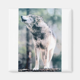 Gray Wolf in Grand Teton National Park Magnet