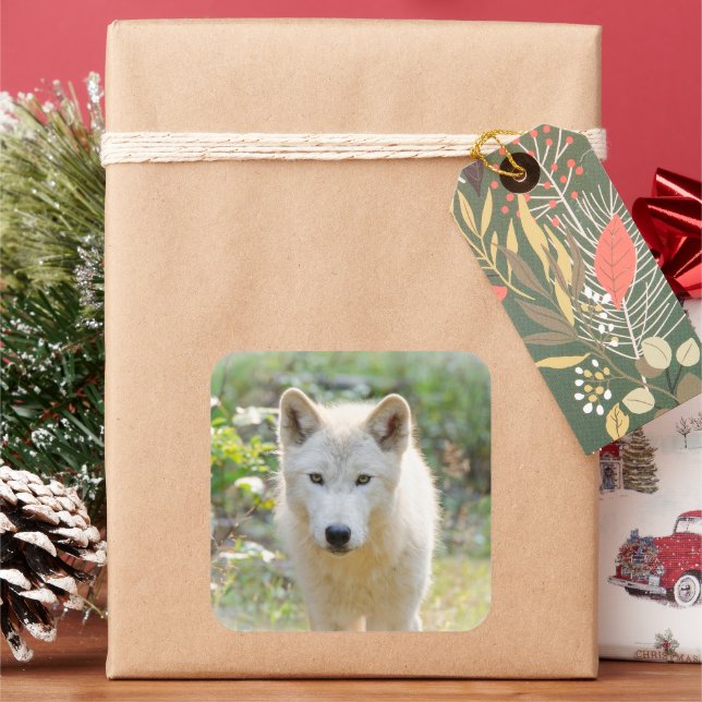 Gray Wolf in Meadow Square Sticker (Holiday)