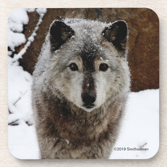 Gray Wolf in Snow Beverage Coaster (Front)