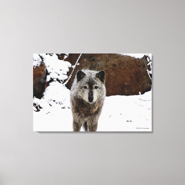 Gray Wolf in Snow Canvas Print (Front)