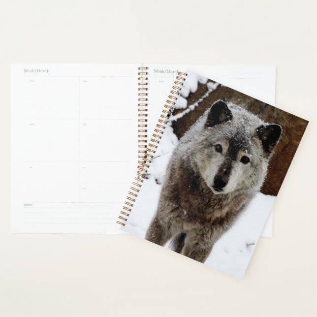 Gray Wolf in Snow Planner (Display)