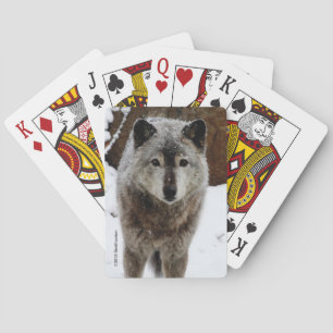 Gray Wolf in Snow Poker Cards
