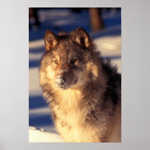 Gray Wolf in Snow Poster