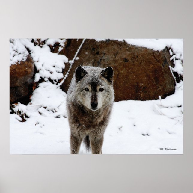 Gray Wolf in Snow Poster (Front)