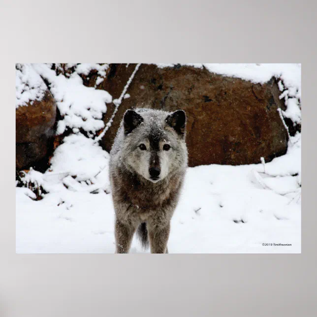 Gray Wolf in Snow Poster | Zazzle