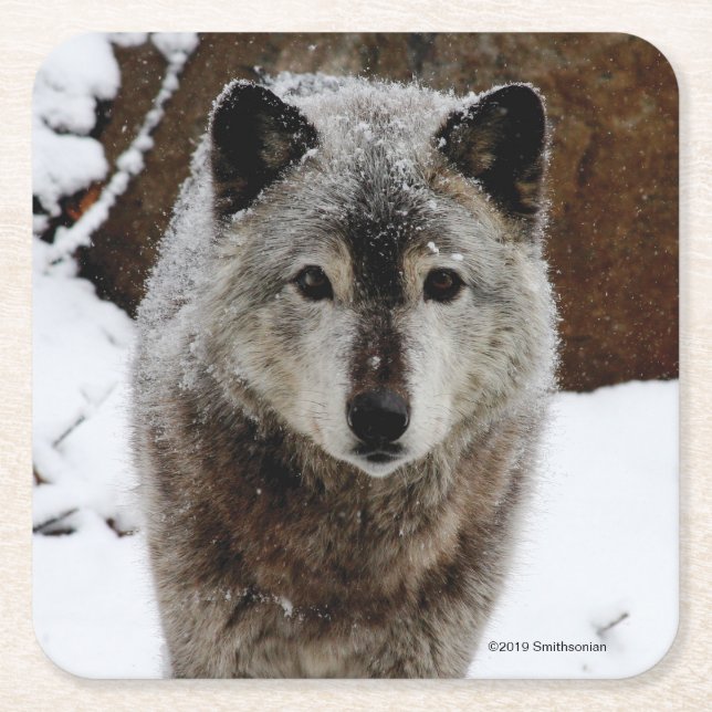 Gray Wolf in Snow Square Paper Coaster (Front)