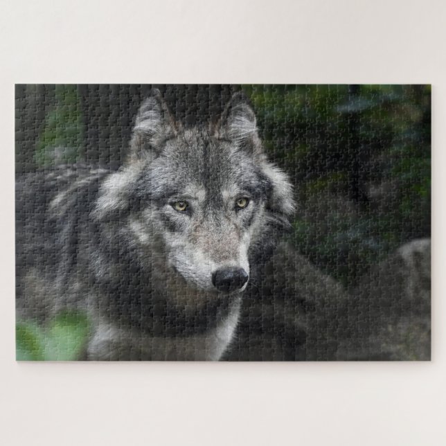 Gray wolf in the wild jigsaw puzzle (Horizontal)