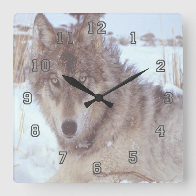 Gray Wolf In Winter Square Wall Clock (Front)