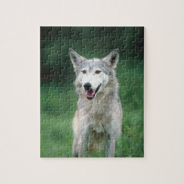 Gray Wolf Jigsaw Puzzle (Vertical)