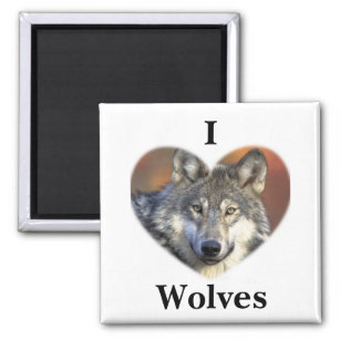 Gray Wolf Magnet