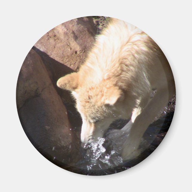 Gray Wolf Magnet (Front)